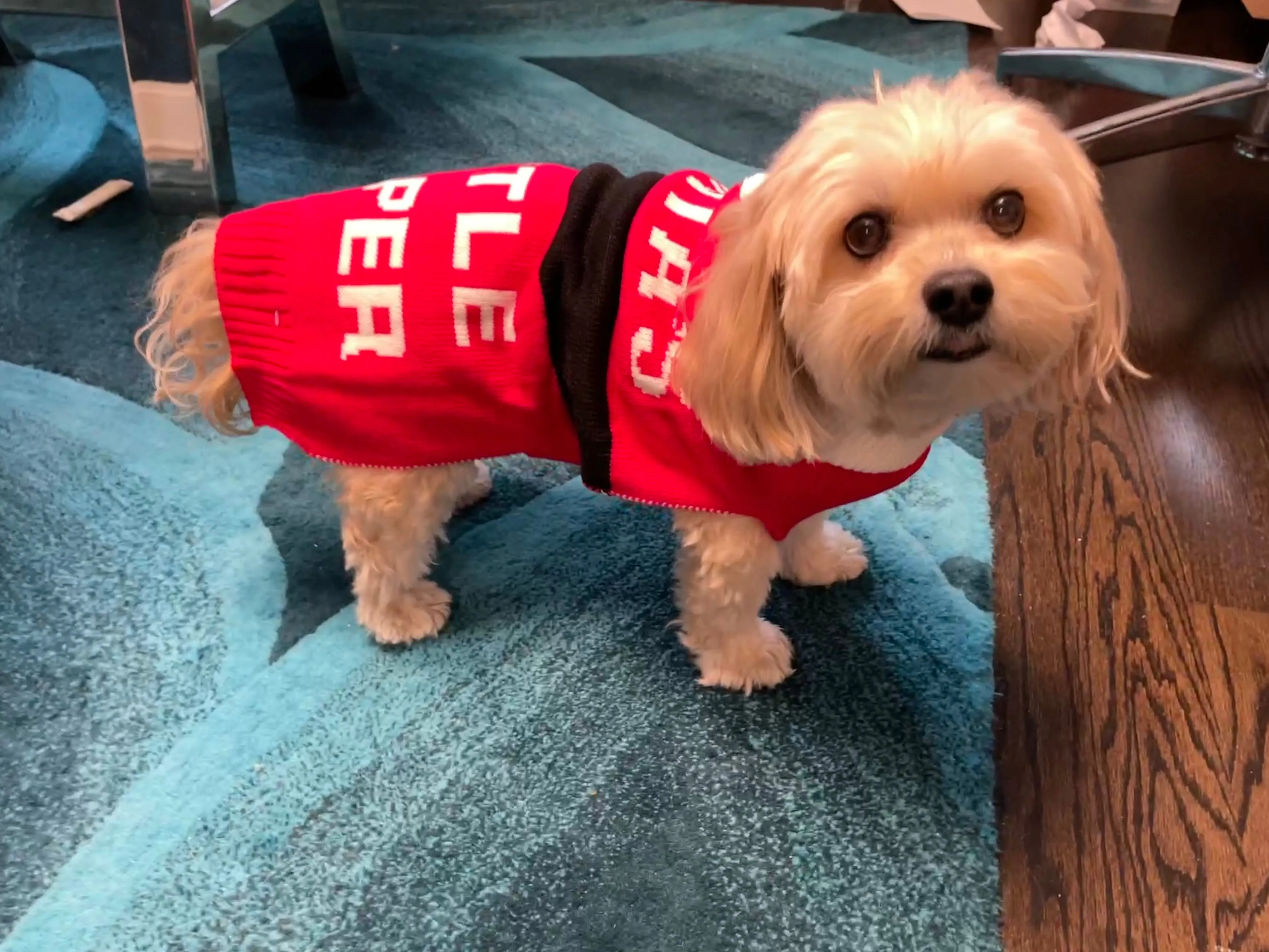 Santa's Little Helper Dog Sweater with festive Pom Pom