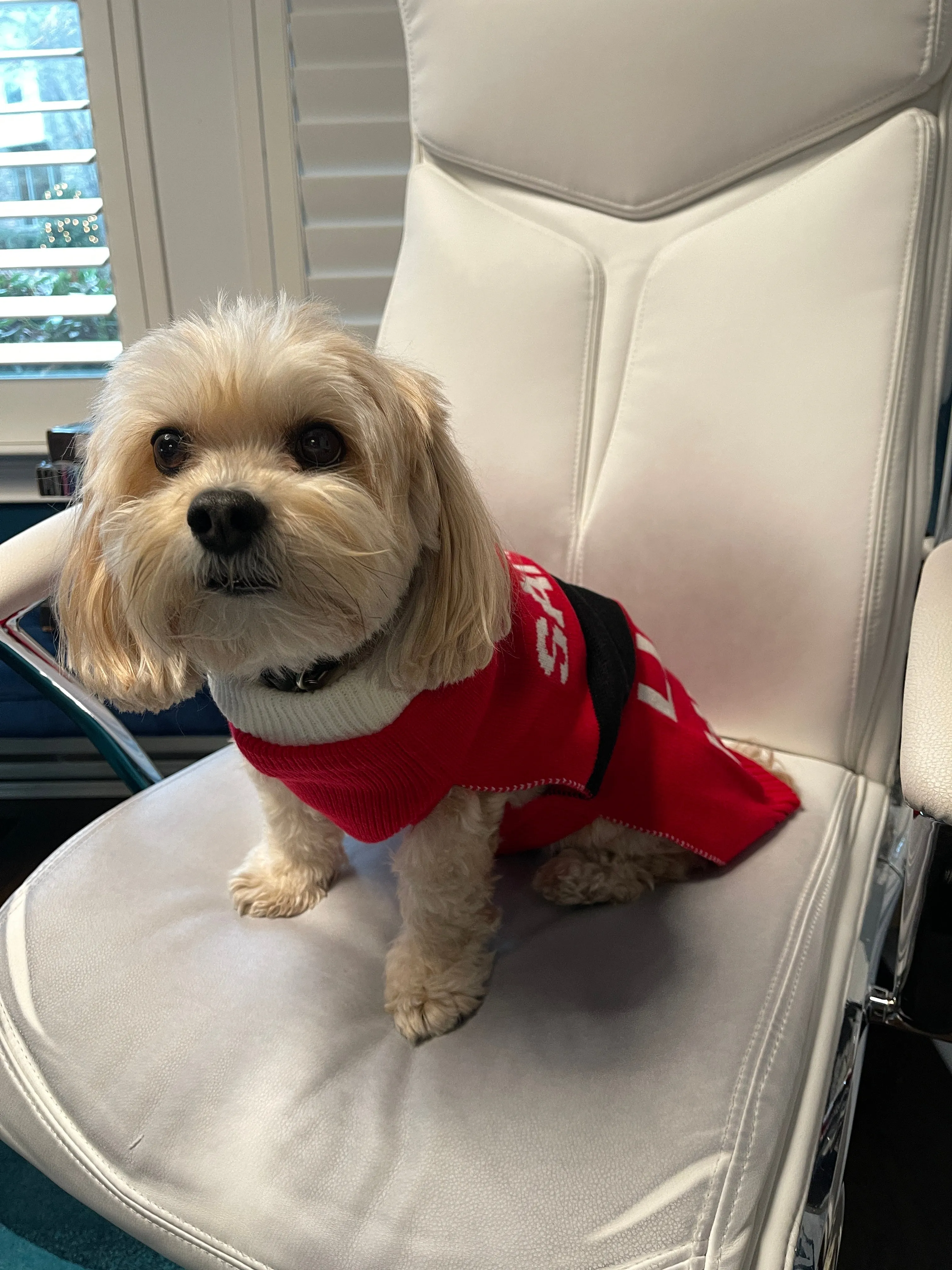 Santa's Little Helper Dog Sweater with festive Pom Pom