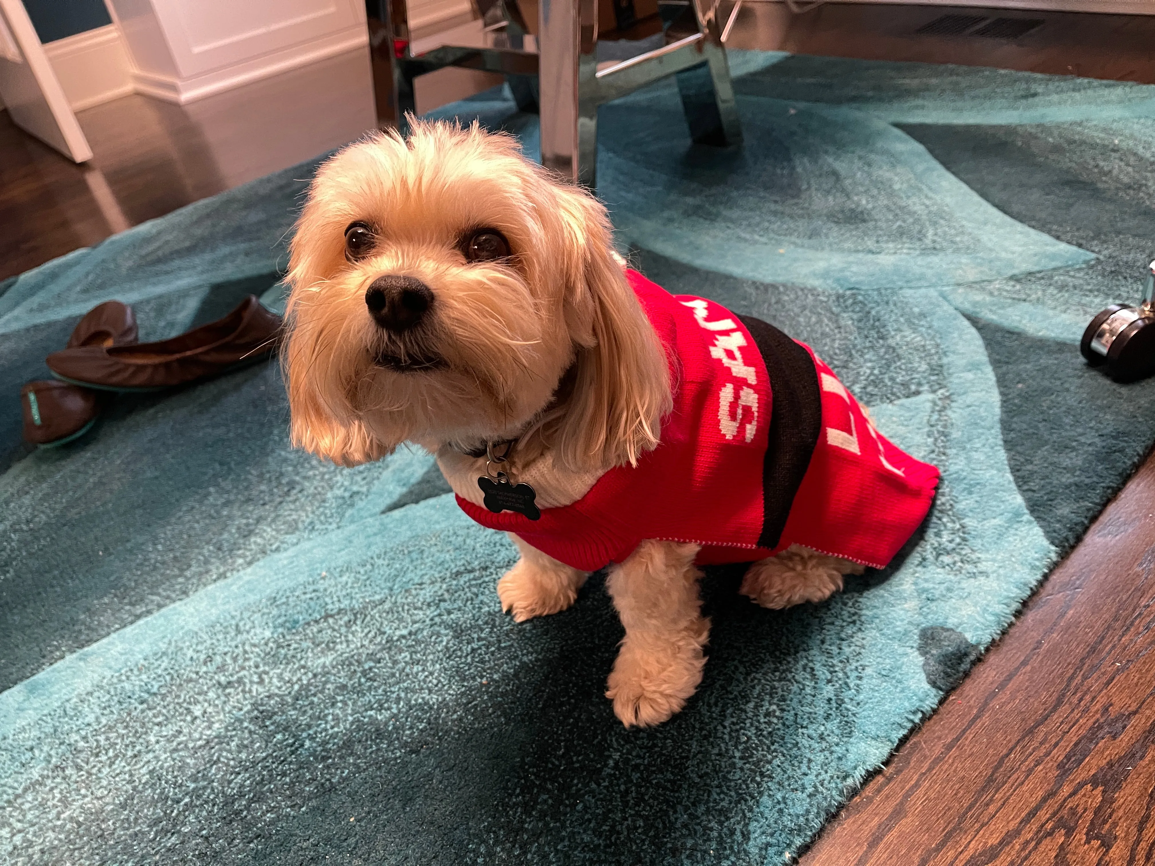 Santa's Little Helper Dog Sweater with festive Pom Pom